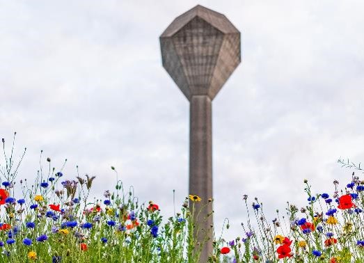 UCD water tower with wildflowers in foreground